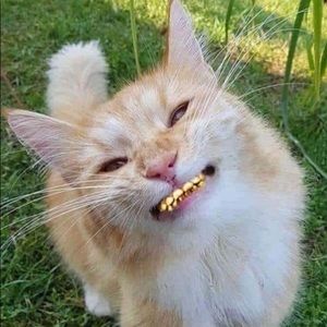 Meet your Posher, Cris